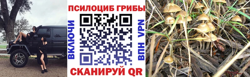 Псилоцибиновые грибы Psilocybine cubensis  Купить закладки  Юхнов 